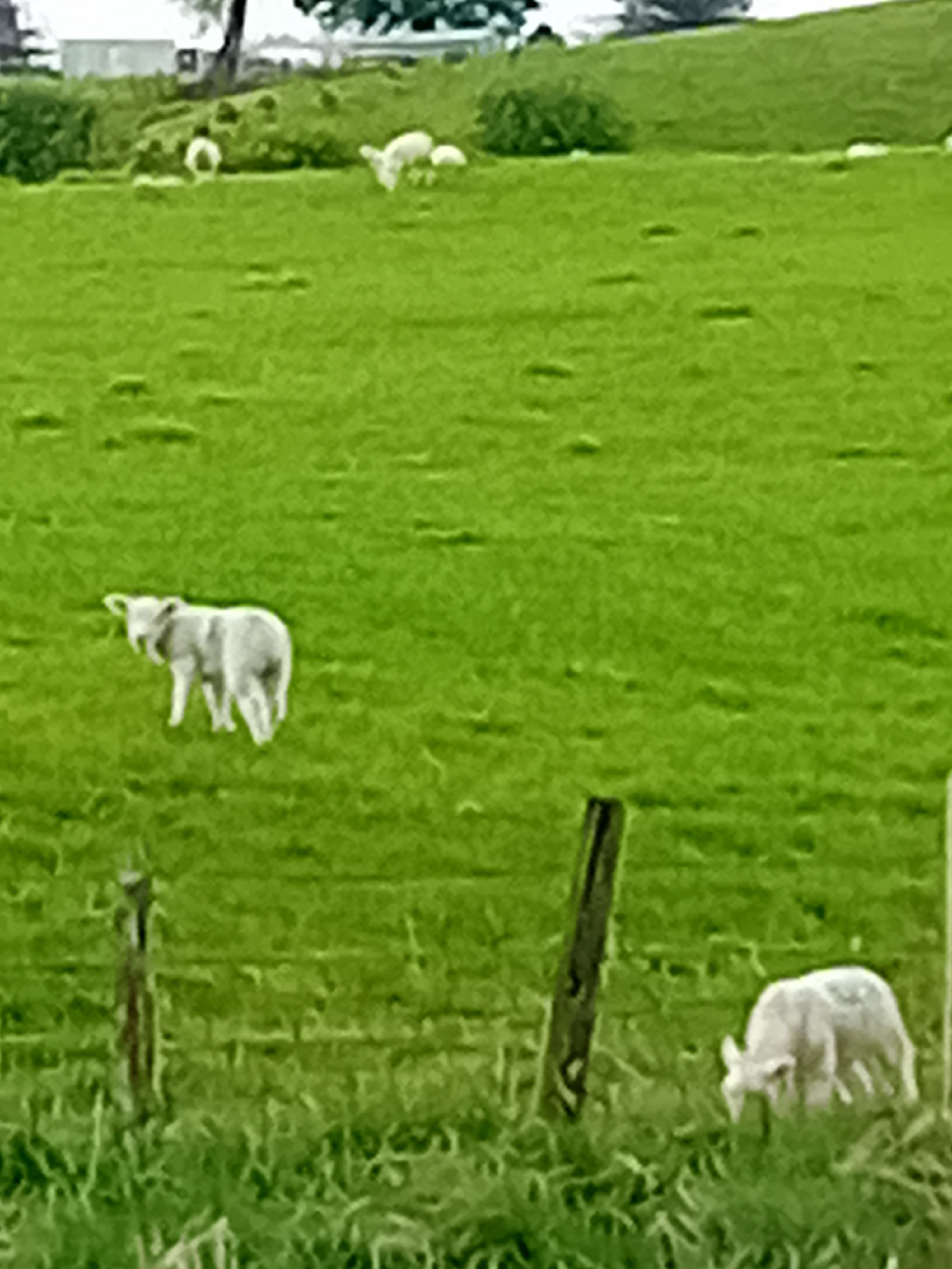 Walking in natural spaces to connect with spring lambs in green fields